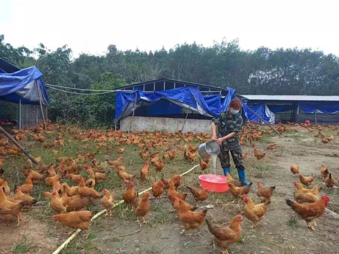 海南为民办实事：农村小额贷款贴息助力农户实现“借鸡生蛋”