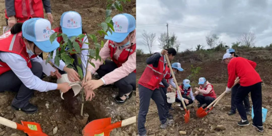 海南农商银行澄迈支行植树护绿 助力乡村振兴