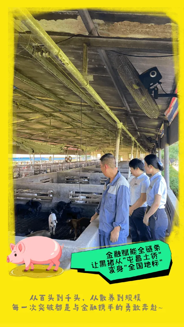 屯昌支行：金融“饲料”育肥黑猪产业，“贷”动乡村振兴！