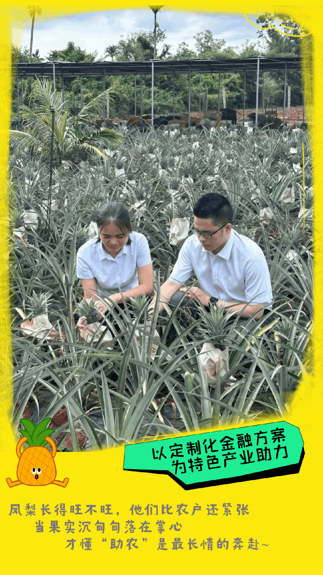 澄迈支行：金融赋能凤梨产业一路生花