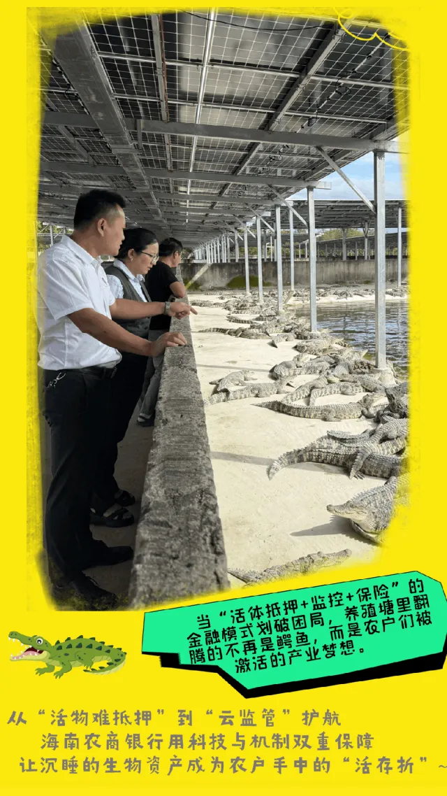 东方支行创新模式激活鳄鱼产业
