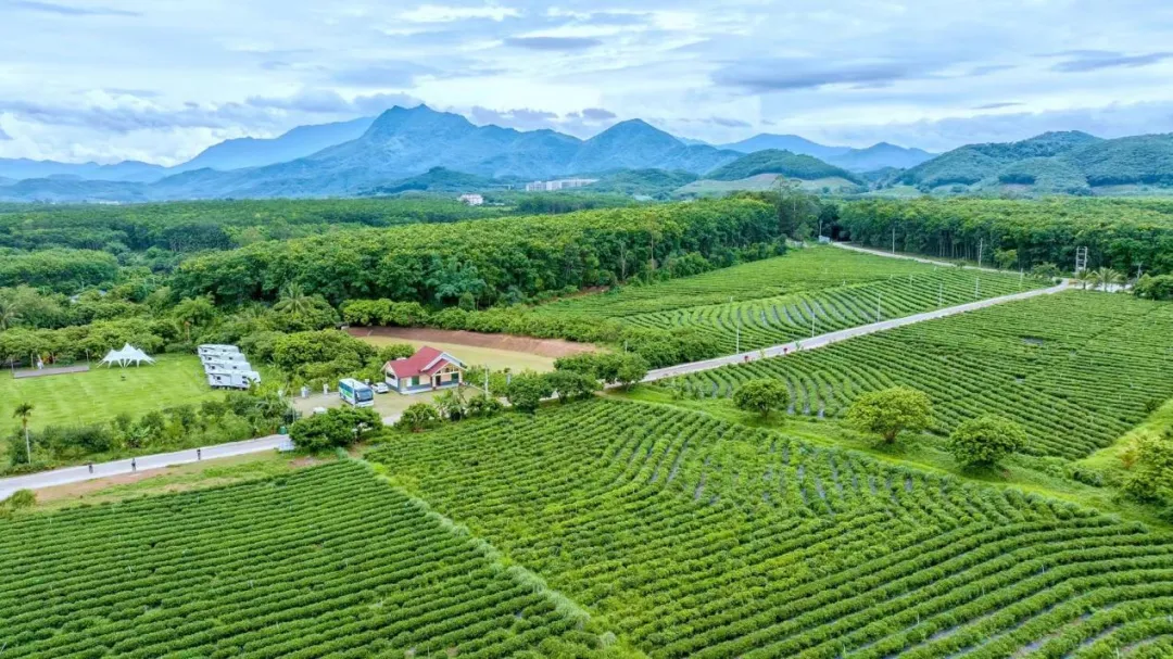 白沙支行：金融活水润茶乡 文旅融合焕新机