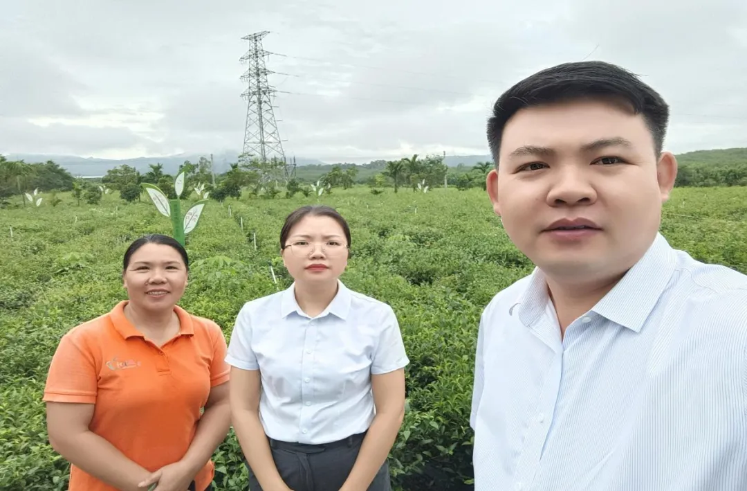 白沙支行：金融活水润茶乡 文旅融合焕新机