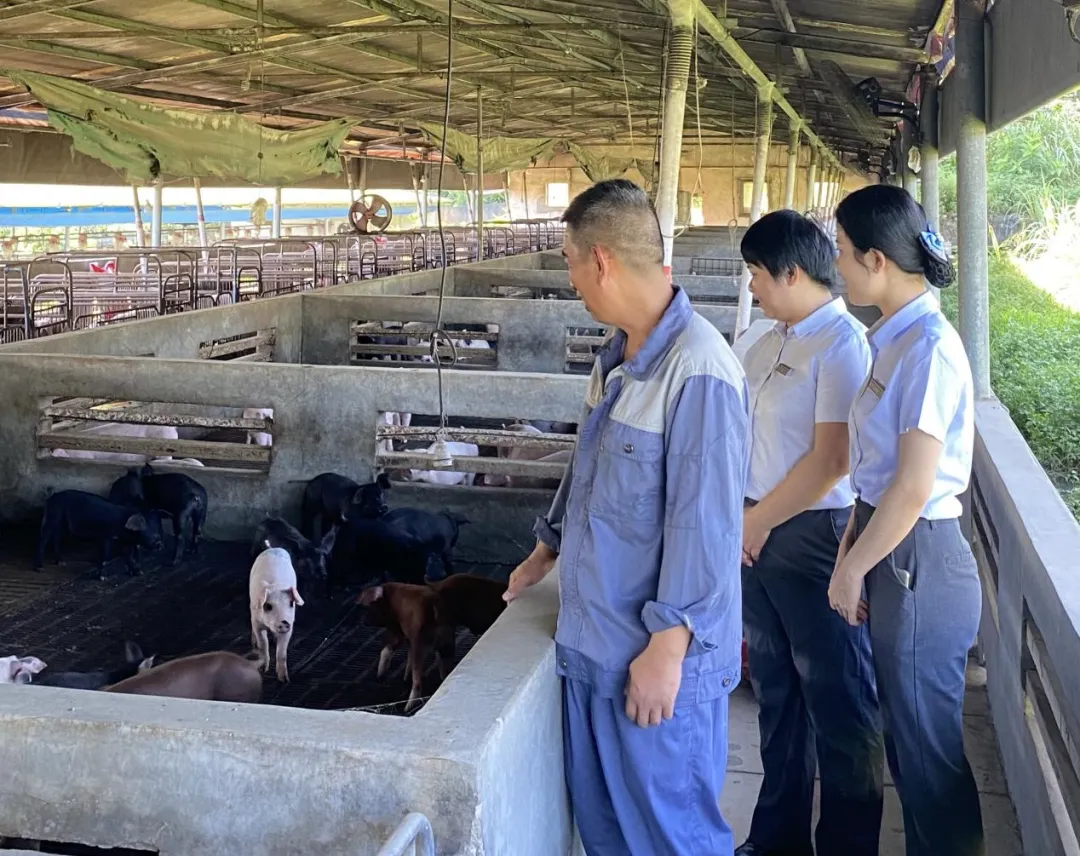 屯昌支行“猪保贷”精准赋能 为黑猪产业注入金融活水 屯昌支行“猪保贷”精准赋能 为黑猪产业注入金融活水
