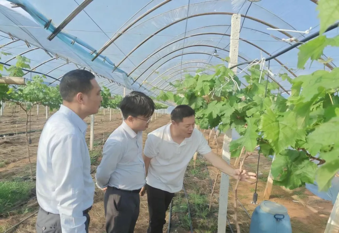 双AAA铸信 双百强赋能 海南农商银行金融潮涌润泽自贸港建设