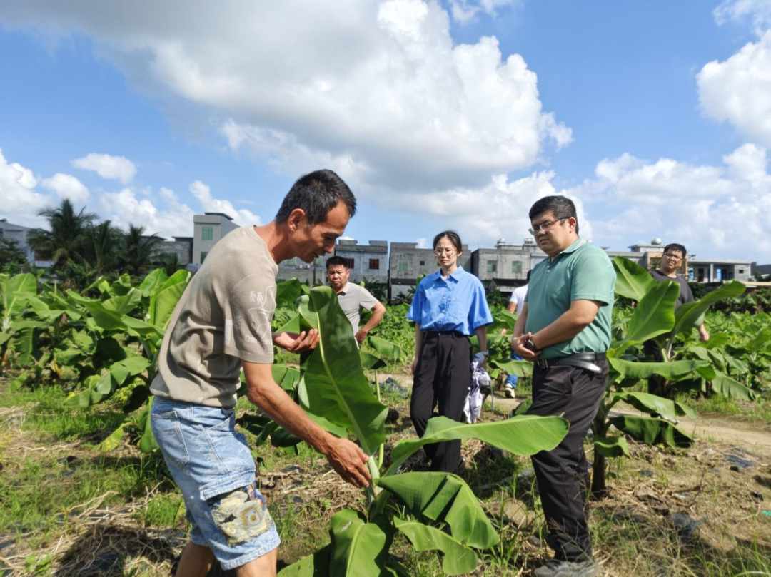 海南农商银行驻镇帮扶：引水灌溉解难题，红美人香蕉产业抗旱保收