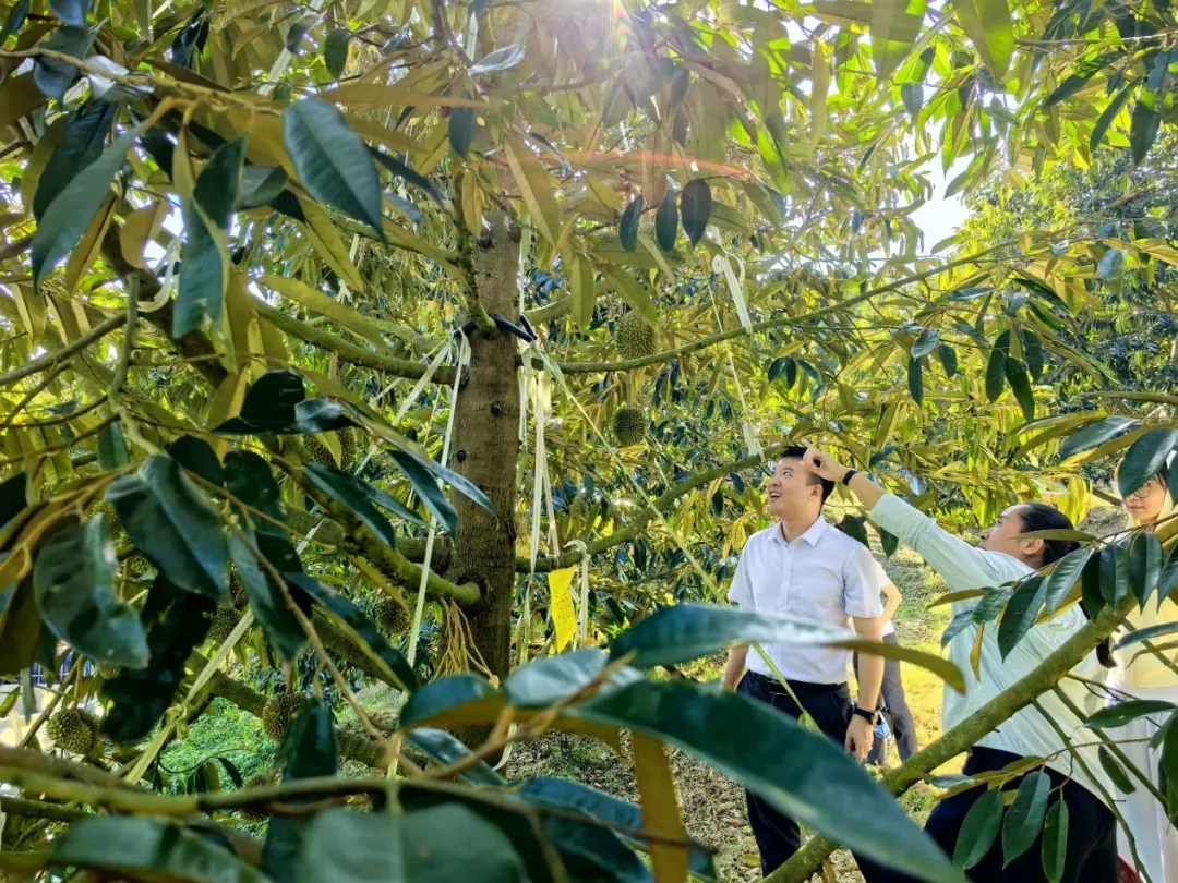 深耕绿色金融 万宁支行发放榴莲产业贷款